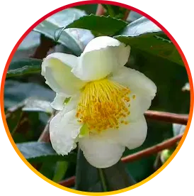 Camellia Sinensis
